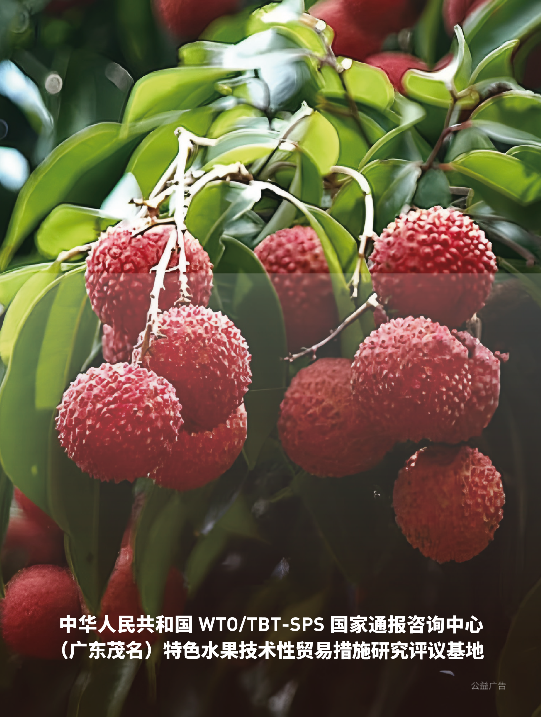 2025年第4期技术性贸易措施导刊 第100页